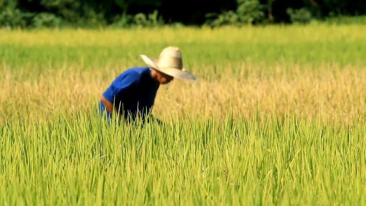 "From seed to harvest, nurturing life in every grain. 🌾 