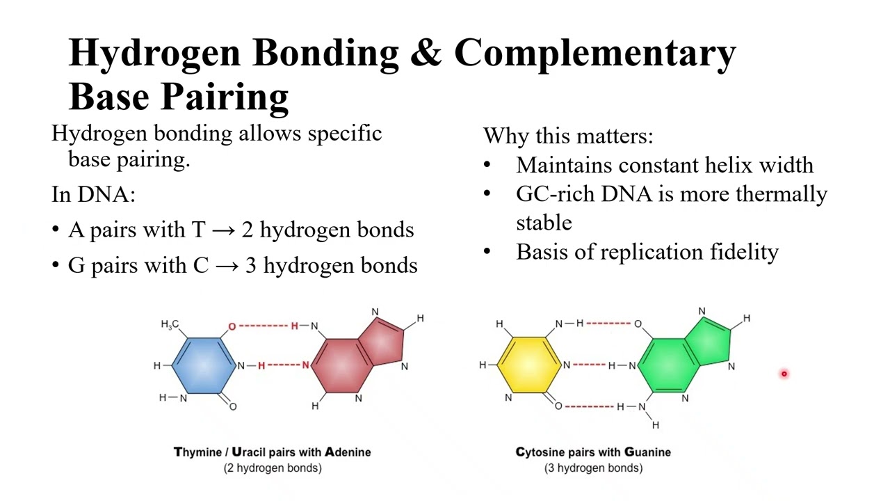 Nucleic structure and Function Video lecture 2