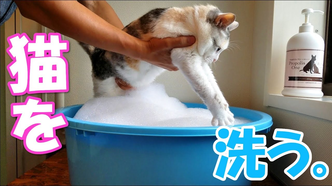 猫、洗いました。【ネコ吉シャンプー】