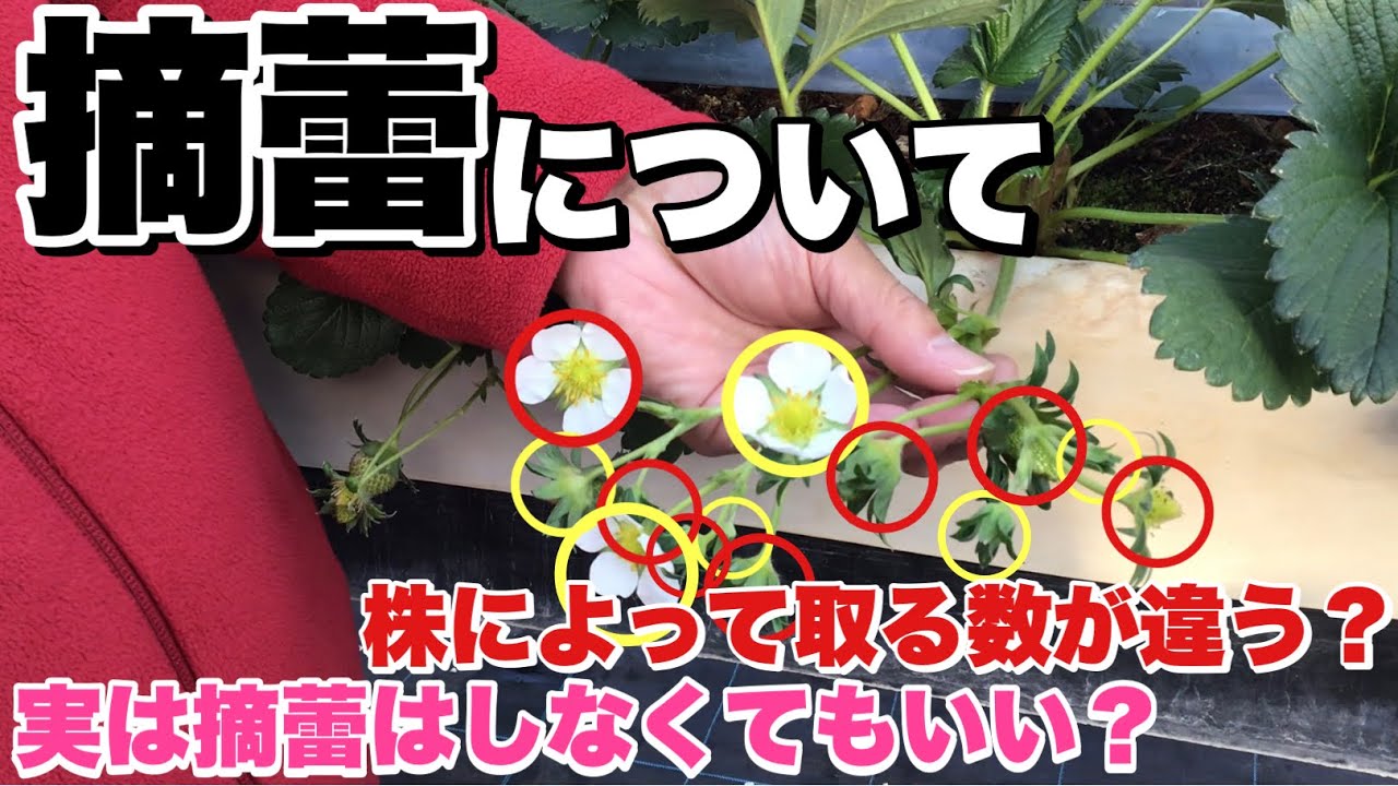 【いちご農家】摘蕾について