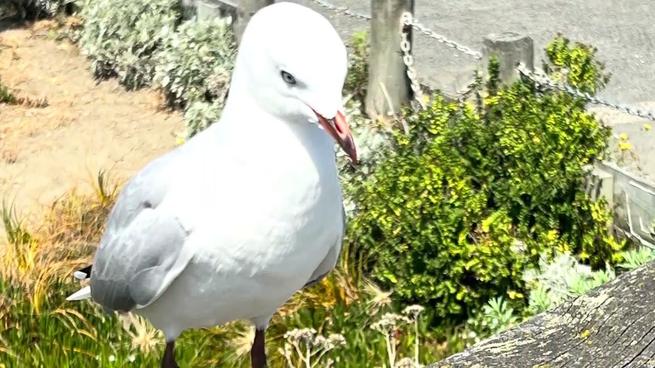 New Zealand (part 1)