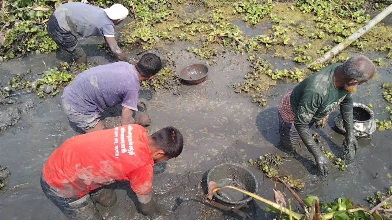 বিল হরিনার  কুয়া ছেচে দেশি মাছ ধরা🐟🐟#fish #fishing 