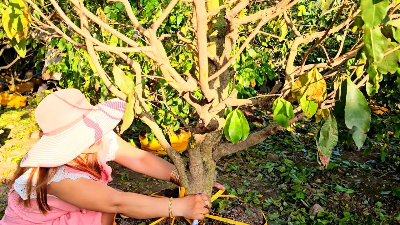 Kim Tuyền 📲 O786565755 Thanh lý mai giảo Thủ Đức giá rẻ 16/3 (@MaivàngQuêdừa)