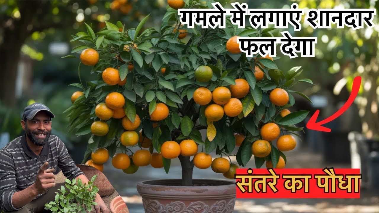एक बार में 100 से भी ज्यादा फल देता है यह मिनी संतरे का पौधा 