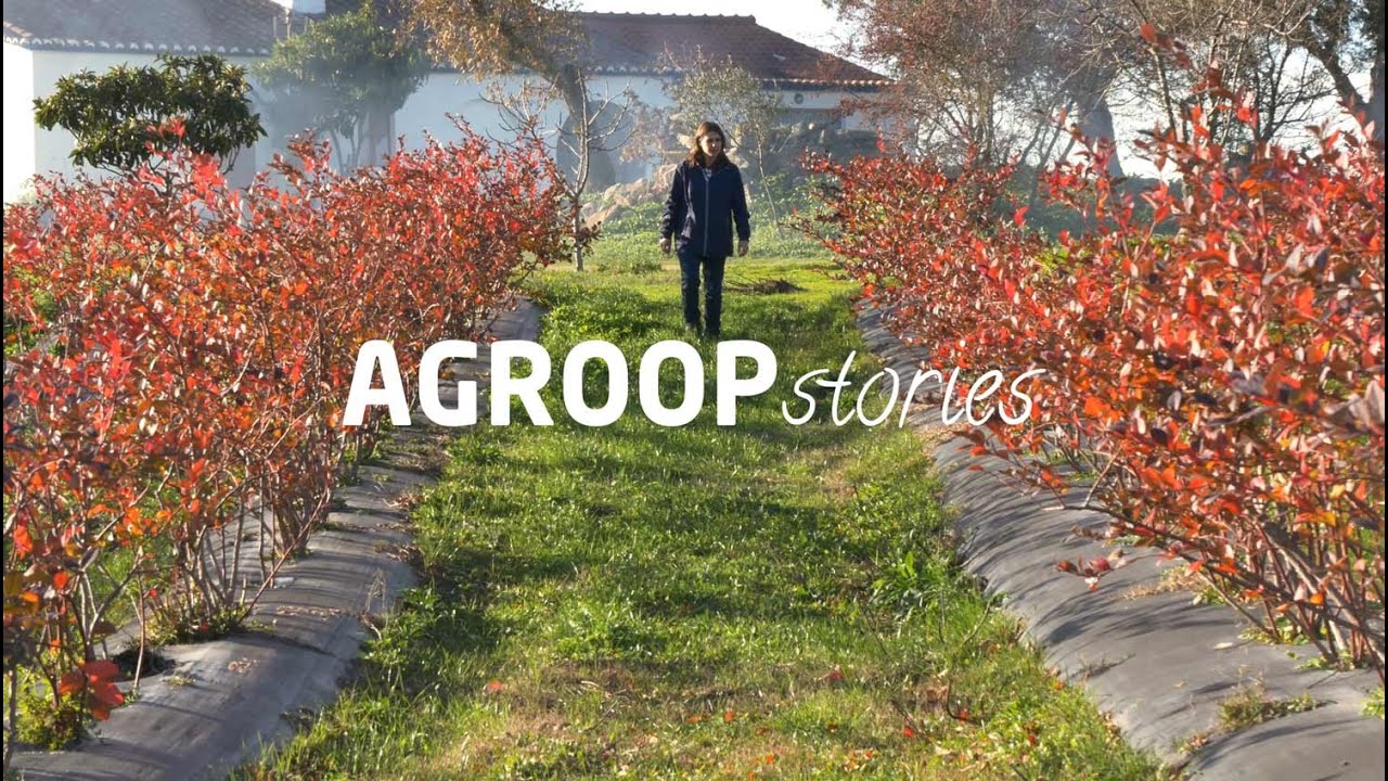 Produção de mirtilos mais eficiente com tecnologia | Agroop Stories