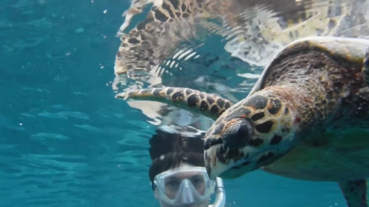 Maldives 2017 - Freediving with Sea Turtle