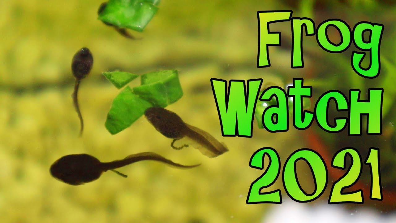 Как кормить головастиков — Frog Watch 2021