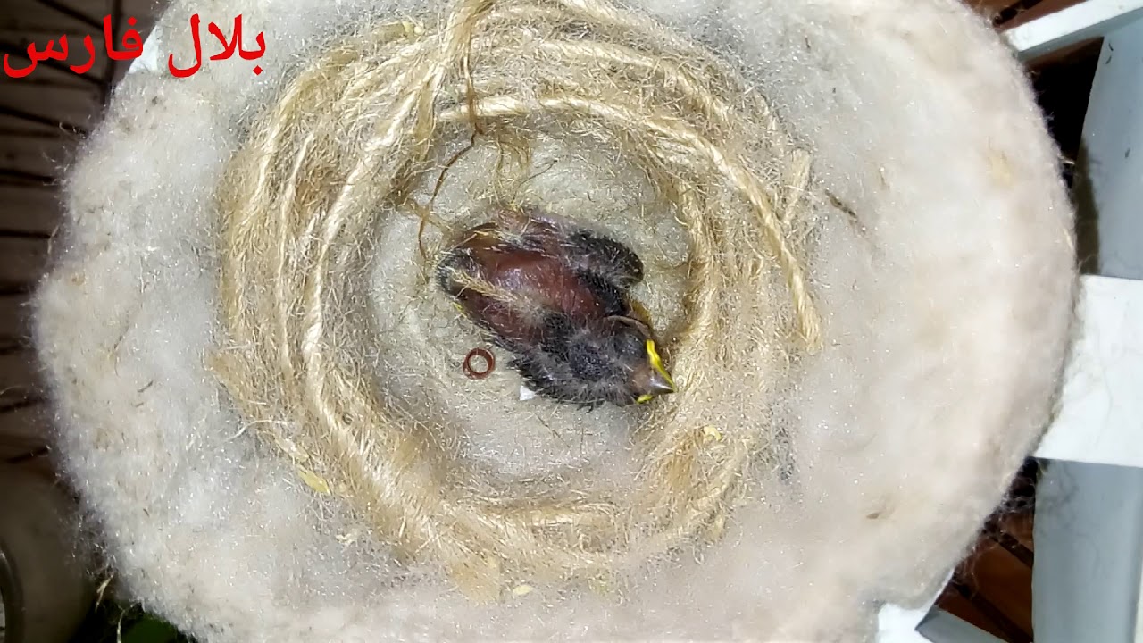 ماذا تفعل عندما تنزع الأنثى خاتم التحجيل أو الباڨ من رجل الفرخ