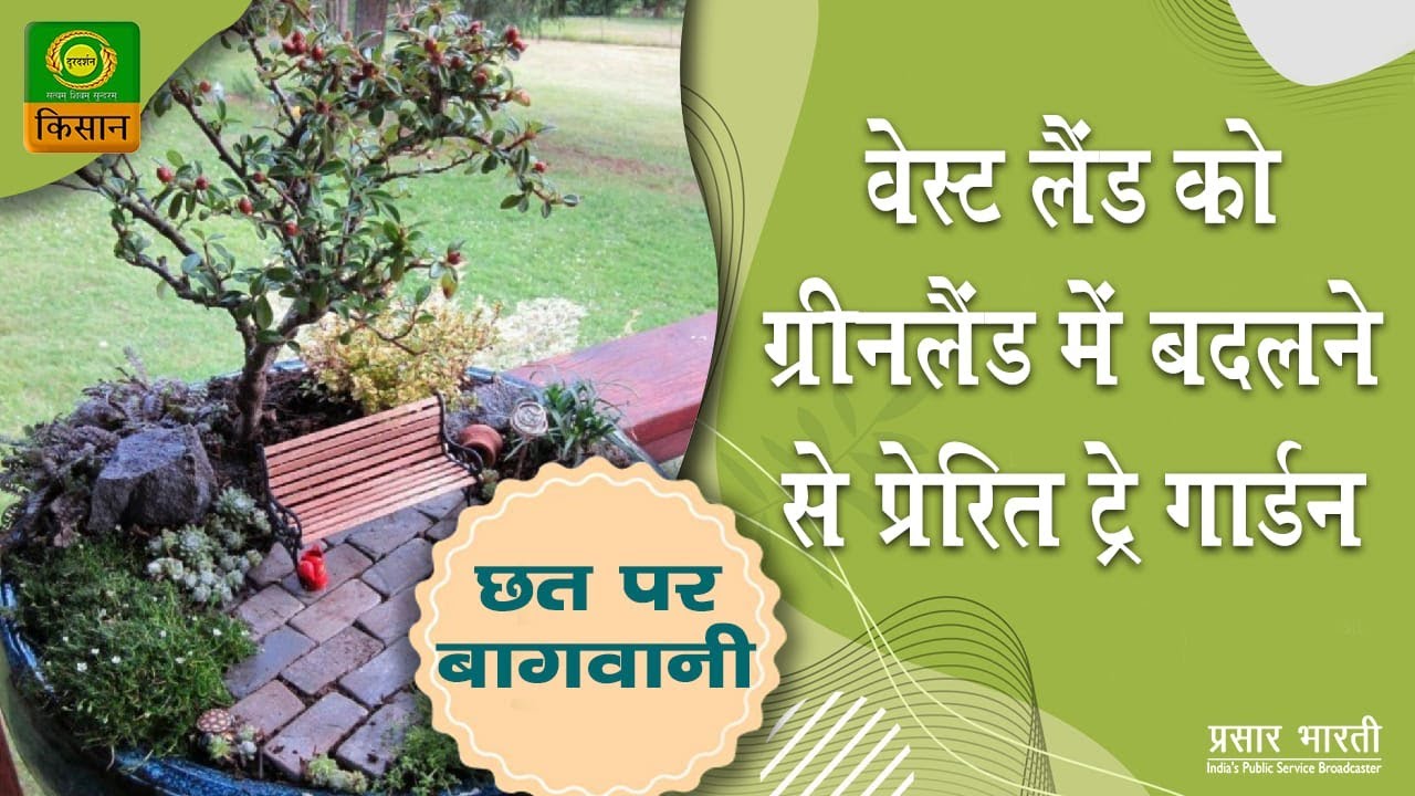 Chhat Par Bagwani :  Tray garden inspired by turning wasteland into green land