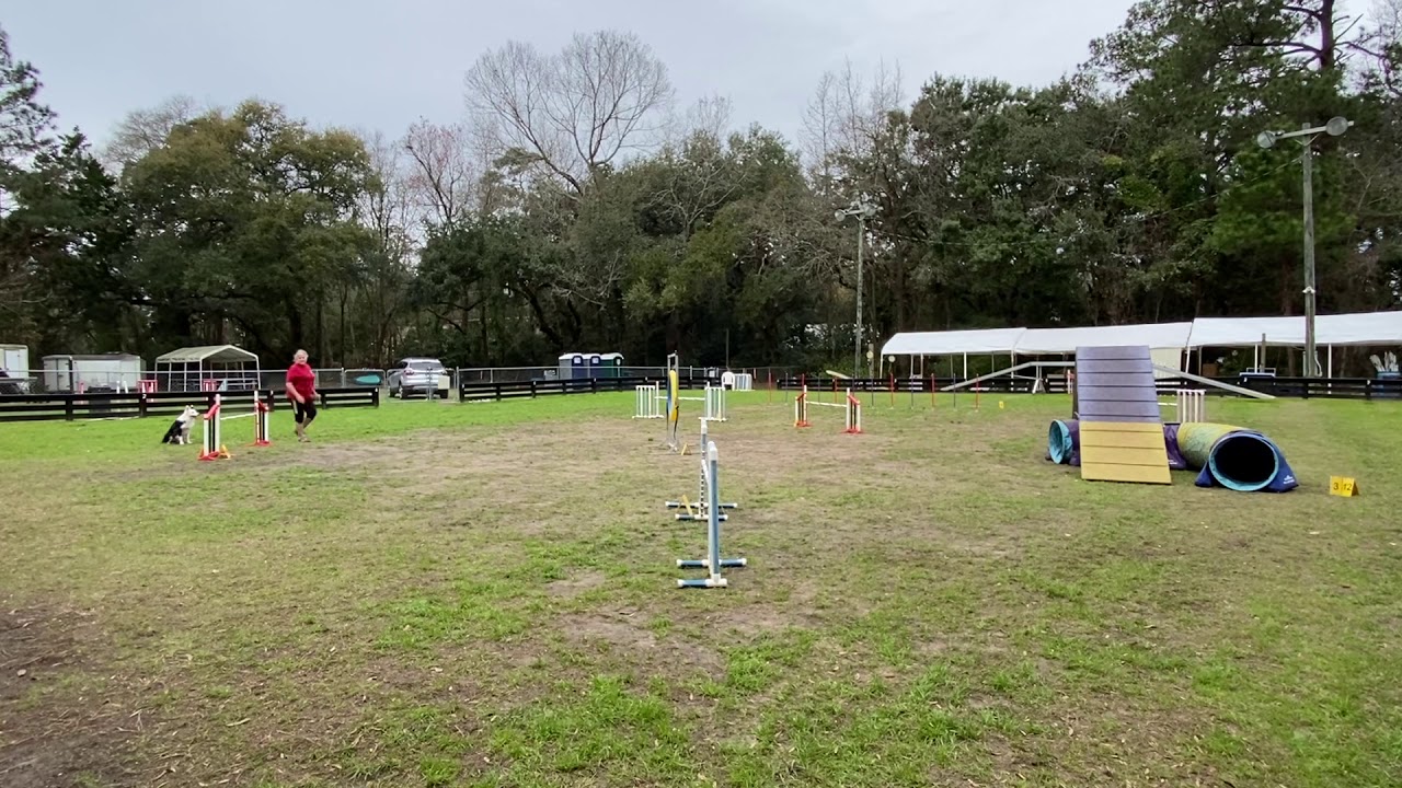 USDAA Agility at Home Advanced Standard course 1 110175