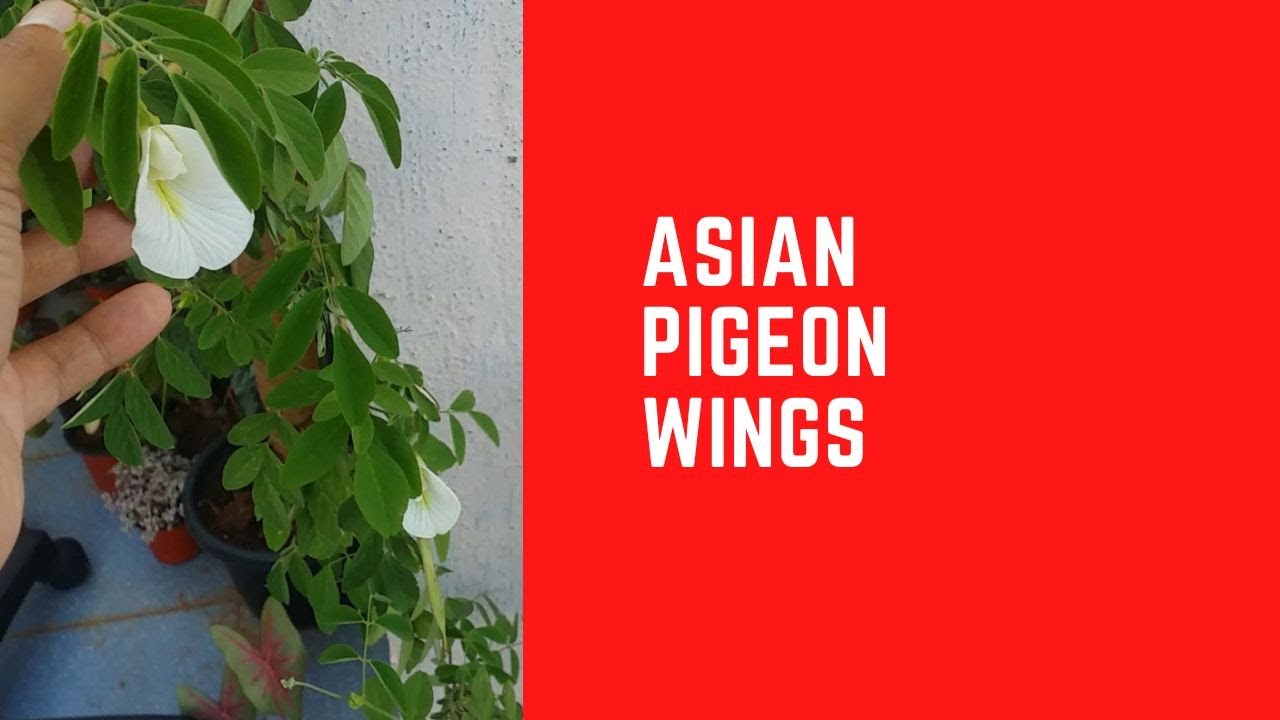 || BEAUTIFUL HEALTHY GROWTH OF MY ASIAN PIGEON WINGS ( WHITE APARAJITIA )