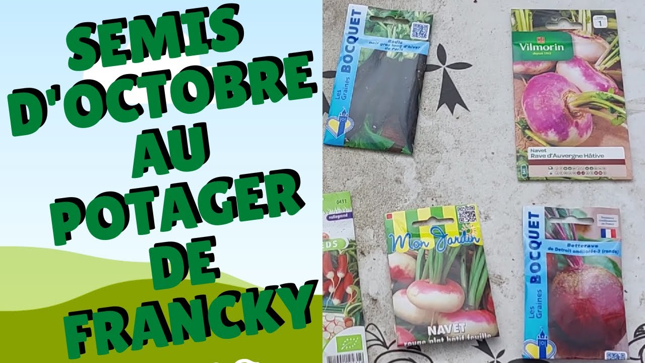 Semis d'octobre : Navets, radis noir et betterave.