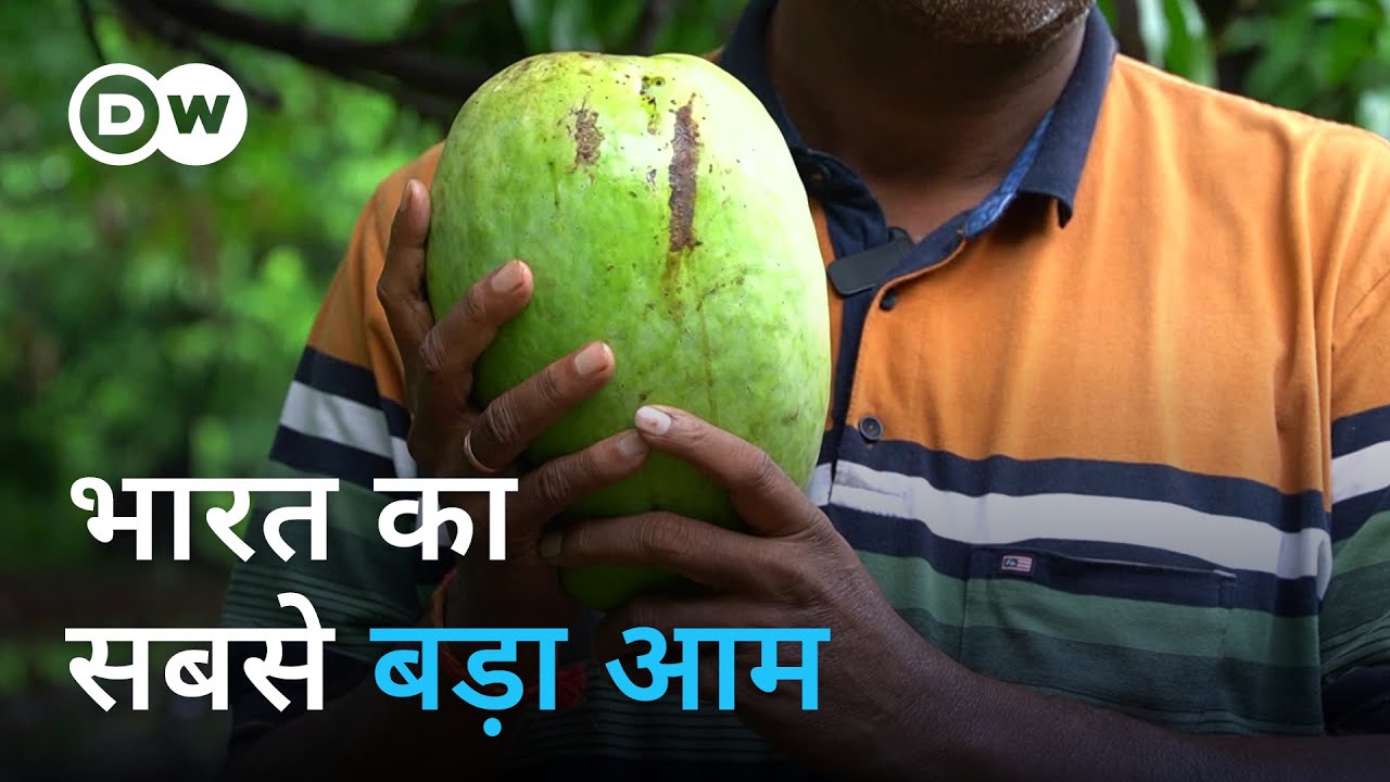 चार किलो तक हो जाता है इस आम का वजन [Noorjahan, the biggest Indian Mango]