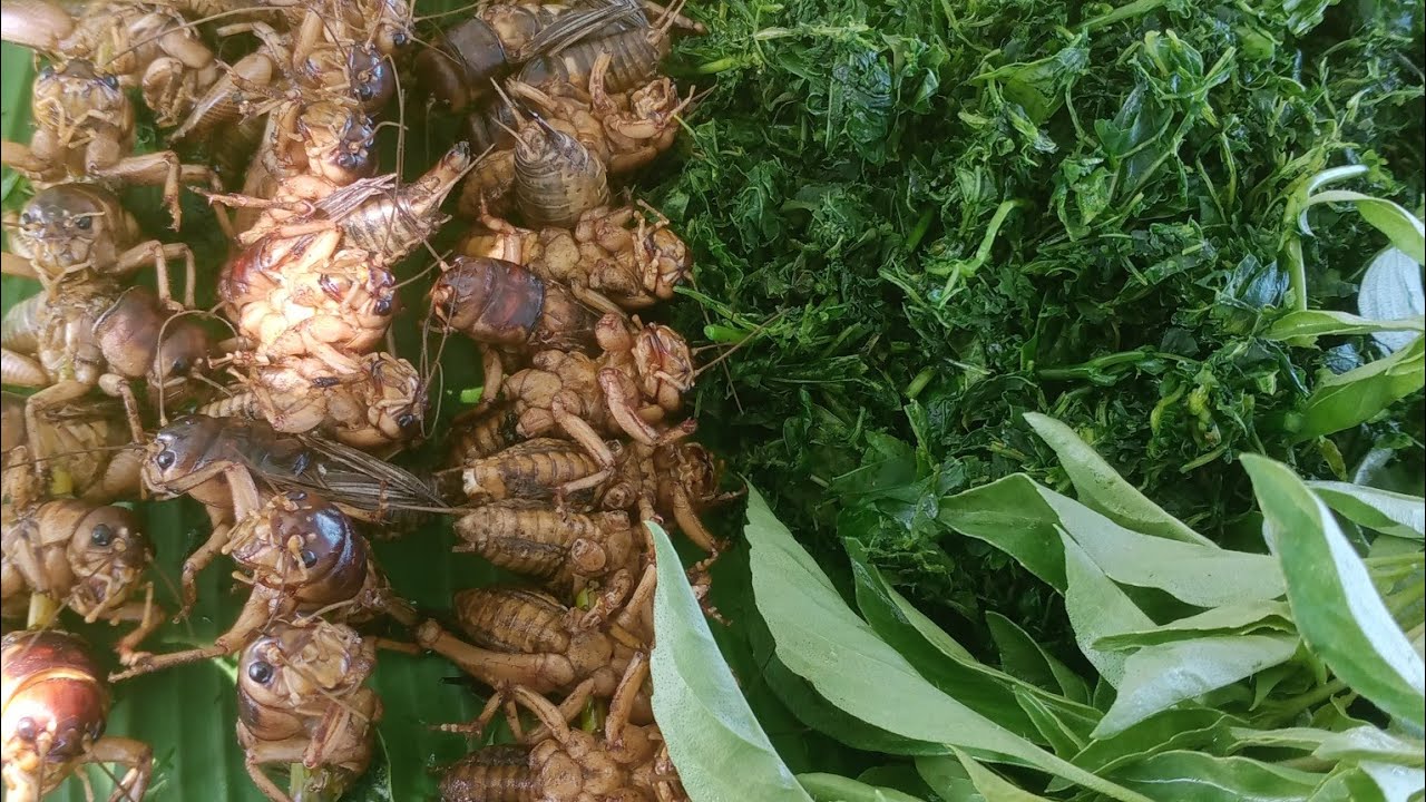 đi đào dế cơm rất vui và làm món dế cơm nướng