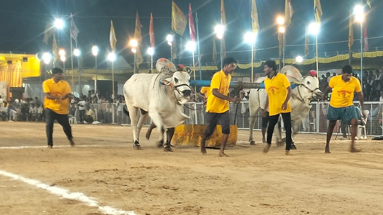 చిలకలూరిపేట టౌన్||న్యూ క్యాటగిరి విభాగం 10వ జత పుచ్చకాయల శేషాద్రి చౌదరి గారు 20-1-2026💥💥