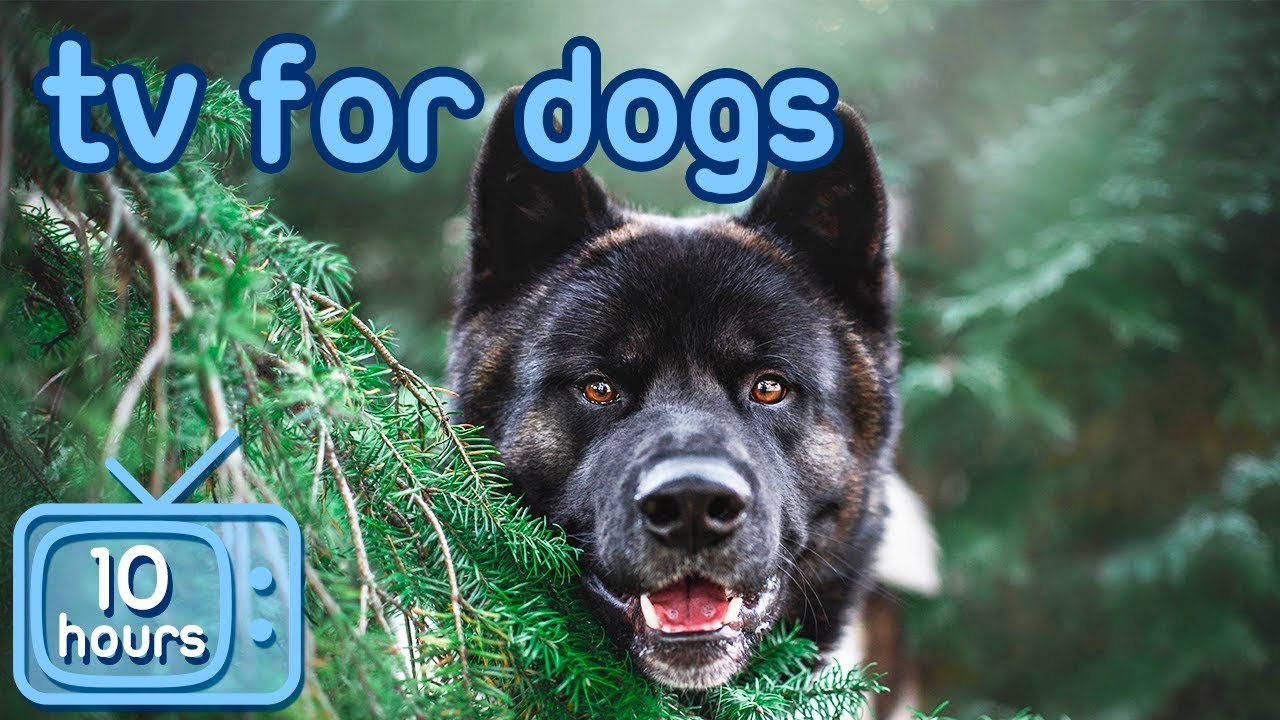 Virtual Dog TV! Videos for Dogs to Prevent Boredom [With ASMR Music]