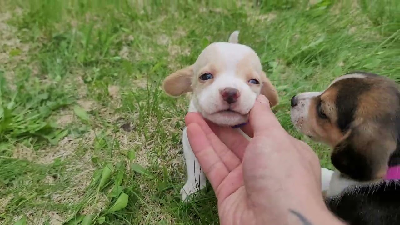Nikko x Harla Female Puppies 5 Weeks Old!