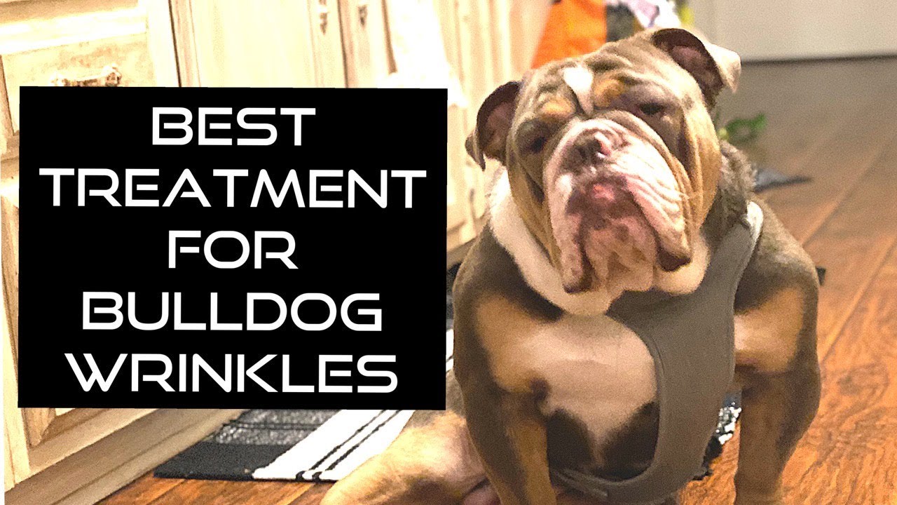 Our Secret To Healthy Bulldog Wrinkles