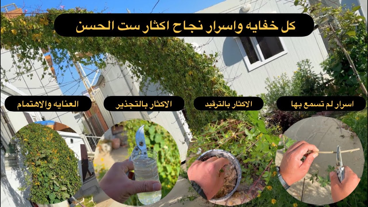 كل اسرار وخفايه متسلق ست الحسن من عنايه واهتمام وتفاصيل الاكثار