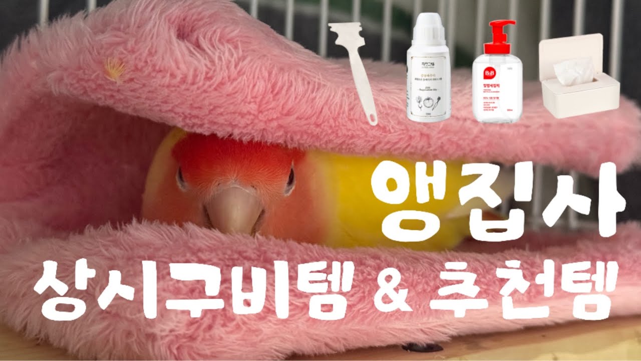 앵집사 상시구비템 & 추천템 소개해요 🍂