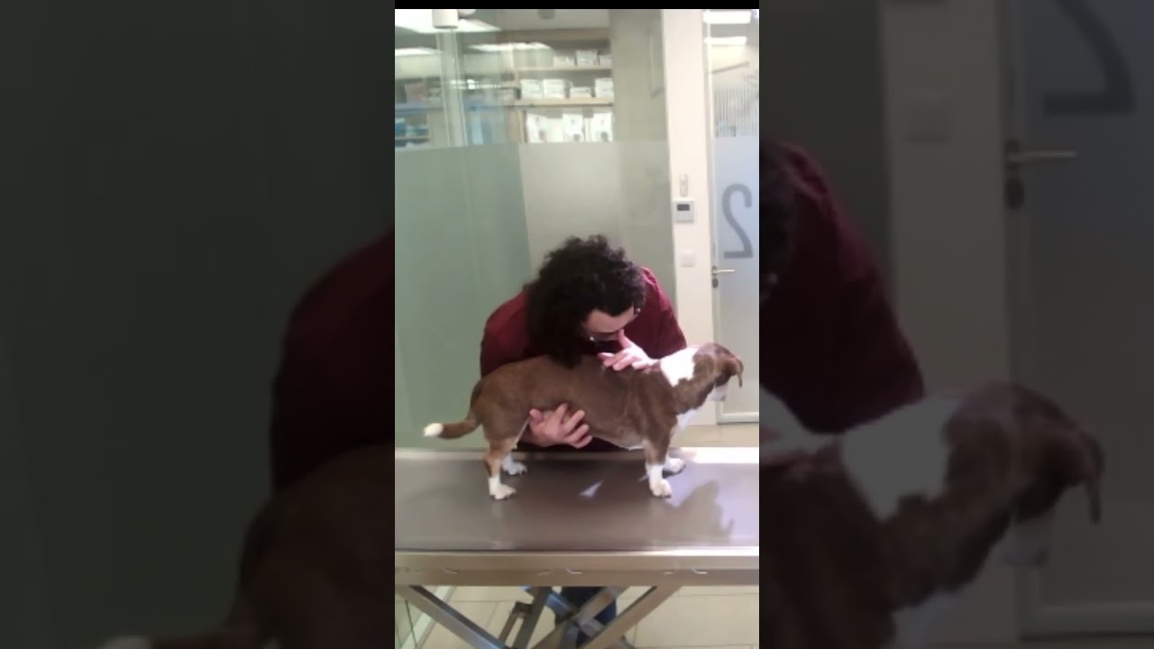 correction d'une dorsale en ost&eacute;opathie sur un chien (kenny)