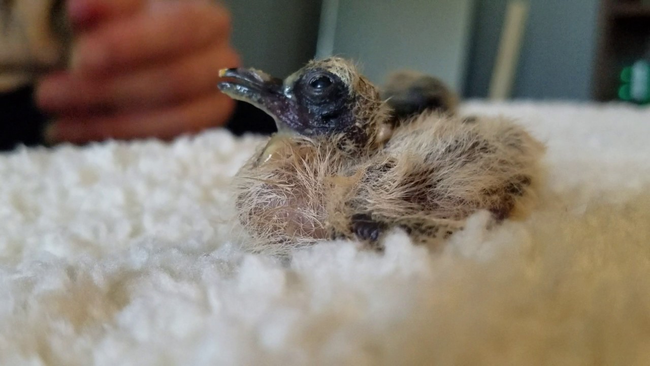 Feeding and weighing baby mourning doves