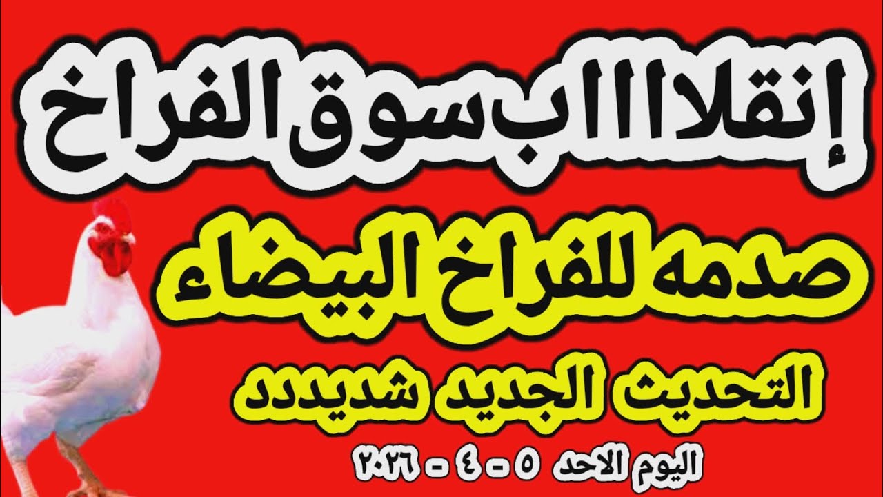 اسعار الفراخ البيضاء اليوم/ سعر الفراخ البيضاء اليوم الاحد 2026/4/5 في مصر جمله وقطاعي
