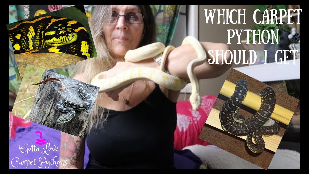 Choosing Your Carpet Python Part 2
