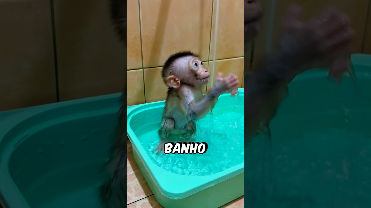 O Macaco AMA Tomar Banho! #curiosidades #incr&iacute;vel #fofura