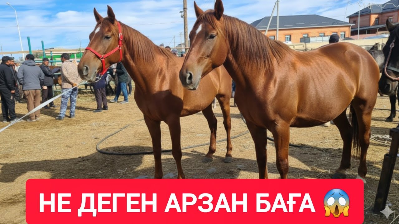 МАСҚАРА НЕ ДЕГЕН БАҒА, ТАЙ, ҚҰНАН, ДӨНЕН, БАЙТАЛ, БАҒАЛАРЫ.
