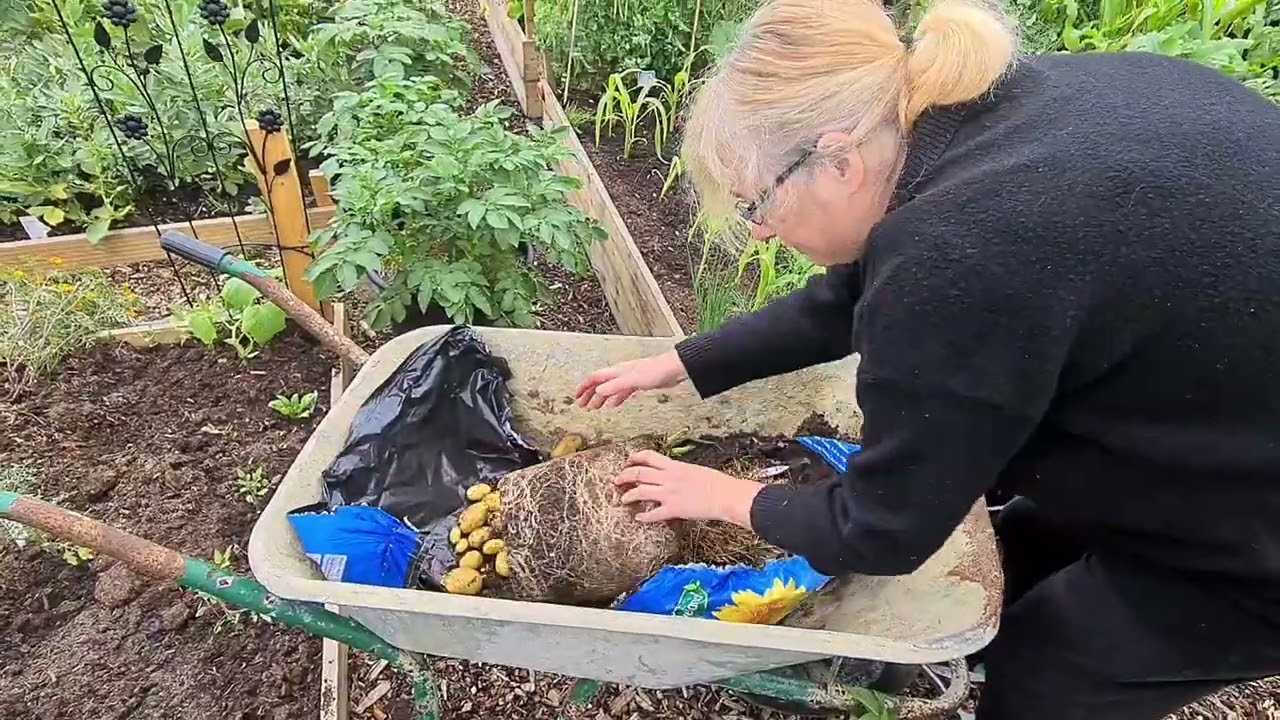 potato harvest/ reveal