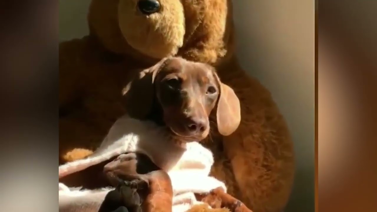 Funny animals gazing and goofing to calm your mind