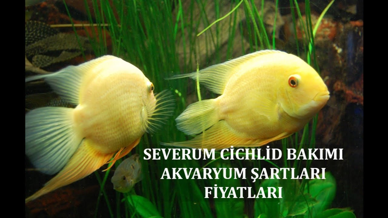 Severum Cichlid Bakımı - Akvaryum Şartları - Fiyatları