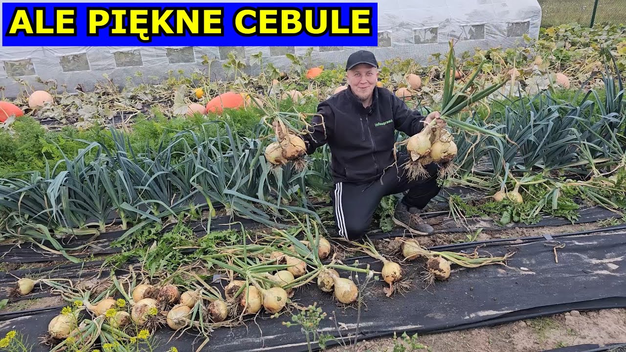Patrzcie JAKIE CEBULE. Oto Najlepszy Spos&oacute;b na Dużą i Piękną Cebulę. Uprawa Cebuli z Dymki i Rozsady