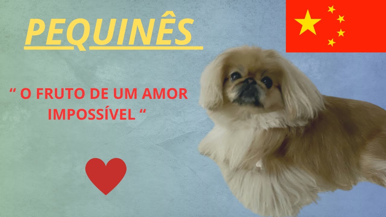 Conheça o Pequinês atualizado 2024