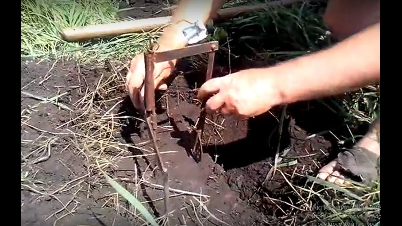Как ставить ловушку на крота (слепца, слепыша). Полезные советы.