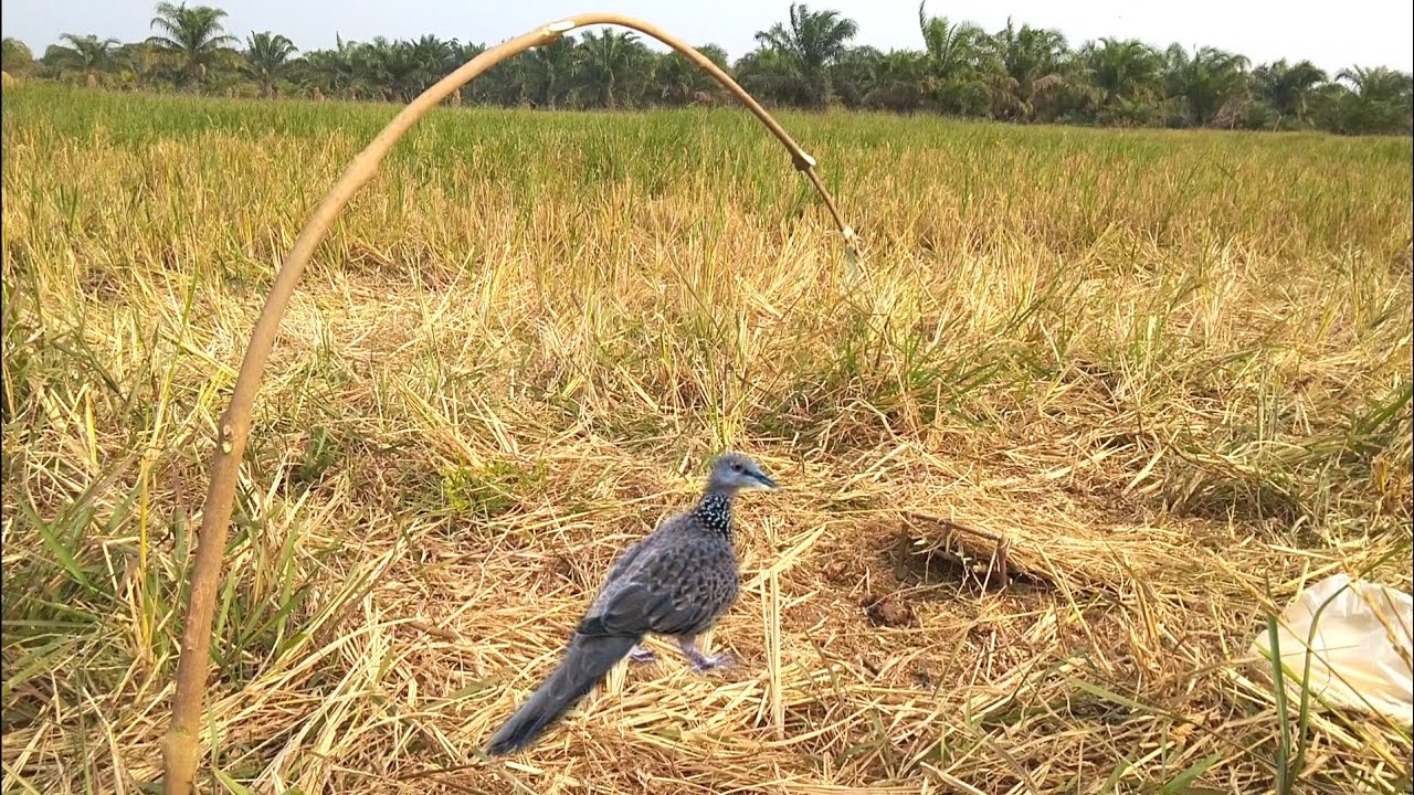 Measured Traditional Bird Traps | Perangkap Tradisional Burung Terkukur