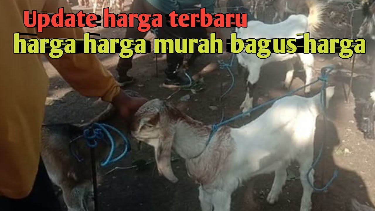 UPDATE HARGA TERBARU HARGA HARGA MURAH BAGUS HARGA