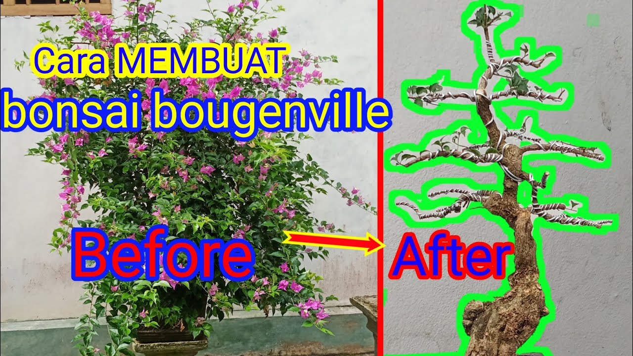 Cara membuat BONSAI BOUGENVILE/BUNGA KERTAS