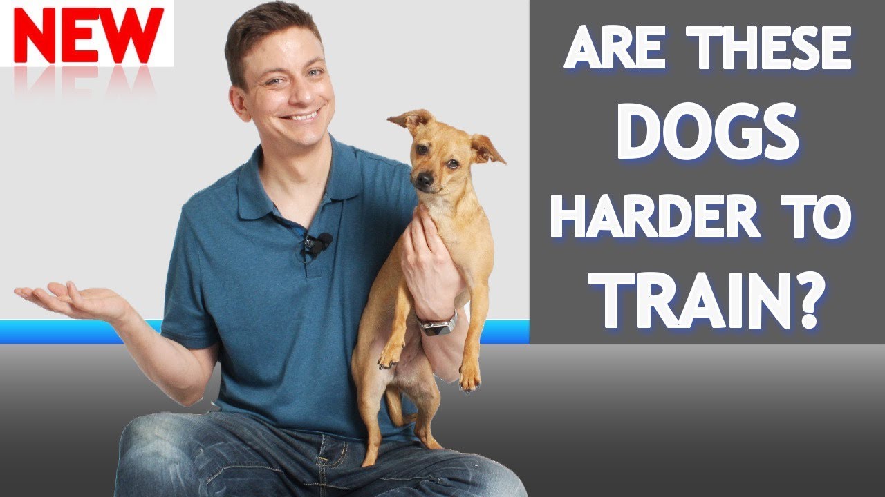 What's Different About Training Small Dogs?