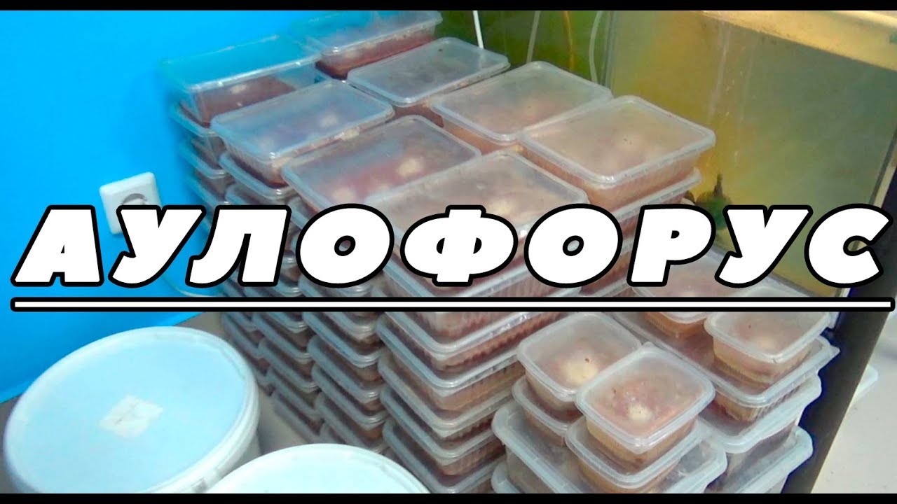 Аулофорус. Информация от специалиста.