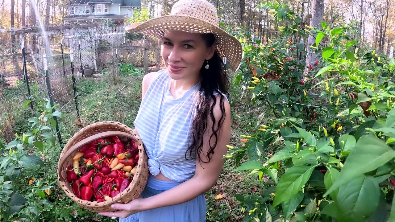 Последний урожай перед заморозками/VLOG