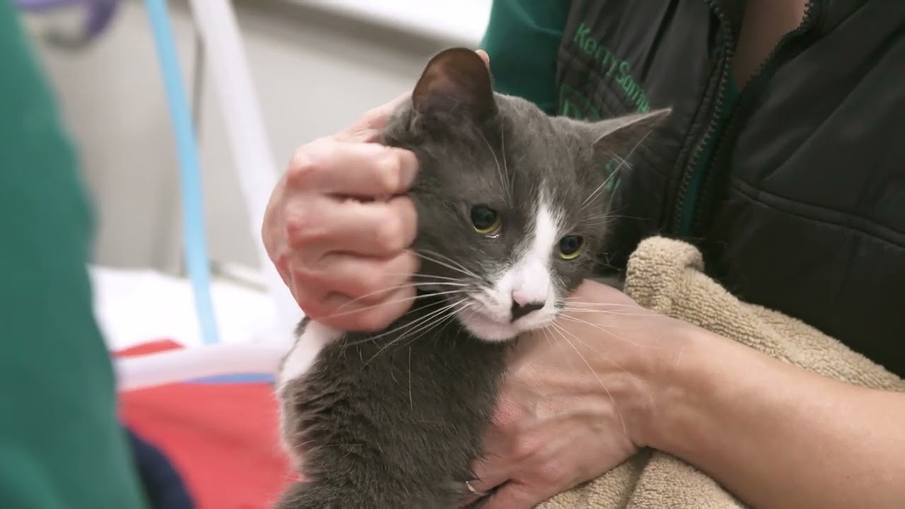 Cardiology At Davies Veterinary Specialists