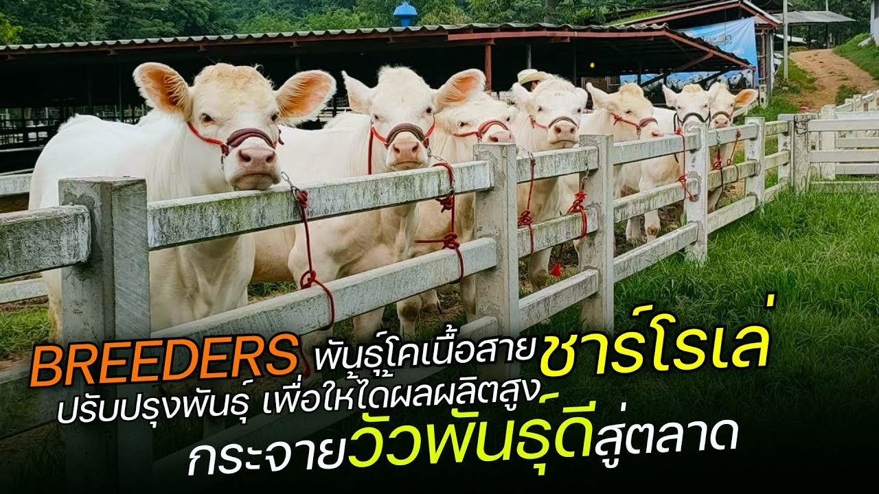ฝึกวัวชาโลเล่เข้าประกวดและบีทเดอร์เพื่อปรับปรุงพันธุ์ เป้าหมายกระจายวัวพันธุ์ดีสู่ตลาด