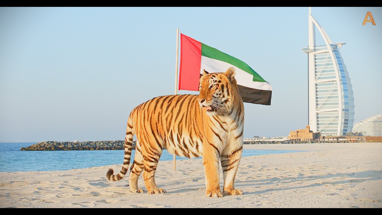 Animalia - The UAE celebrates Flag Day 2025