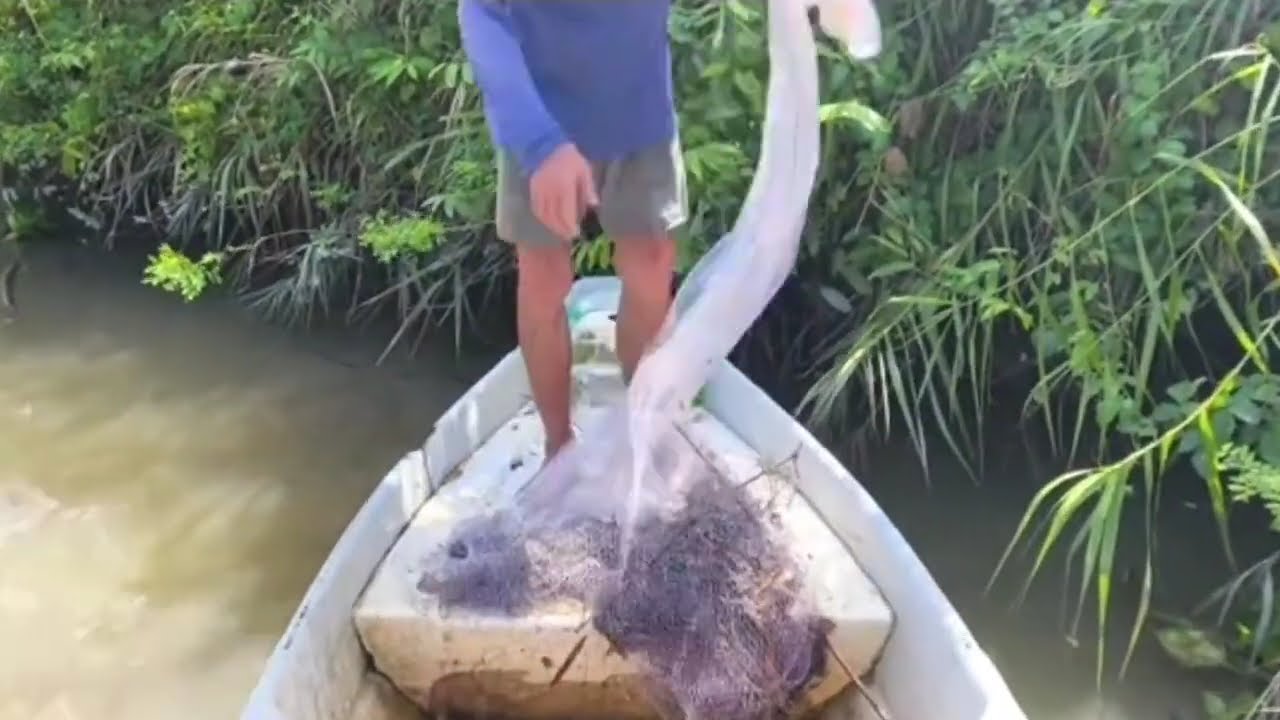 Chài Cá Trên Làng Bè Châu Đốc Quăng Một Chài Dính Toàn Cá Khủng