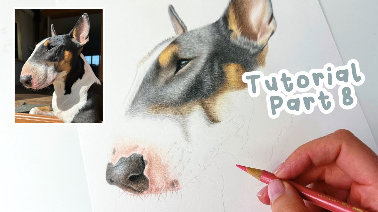 How to Draw a Realistic Bull Terrier | English Bull Terrier Coloured Pencil Tutorial Part 8