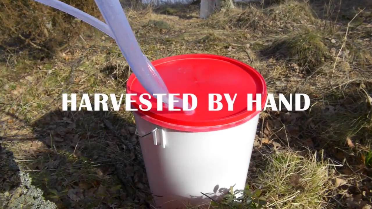 Arctic Birch - Organic Birch Sap