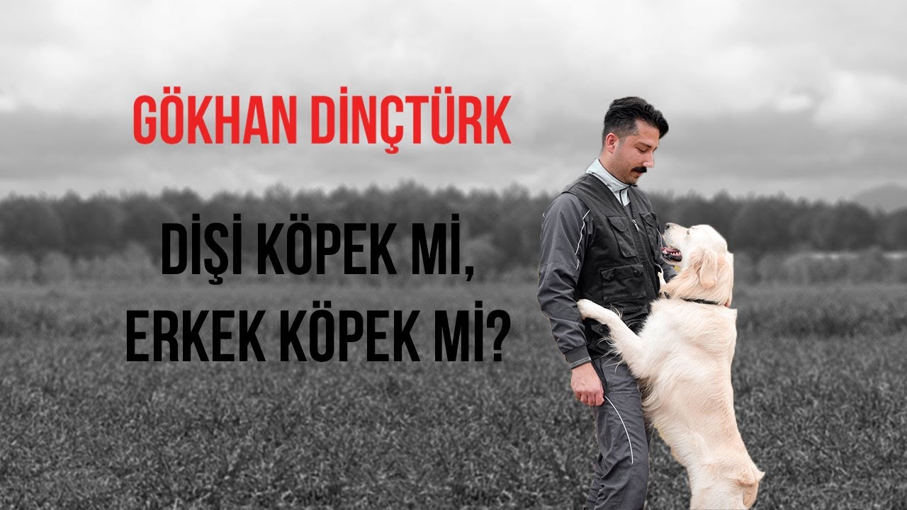 Köpek Edinirken Cinsiyet Seçimi: Dişi mi, Erkek mi?