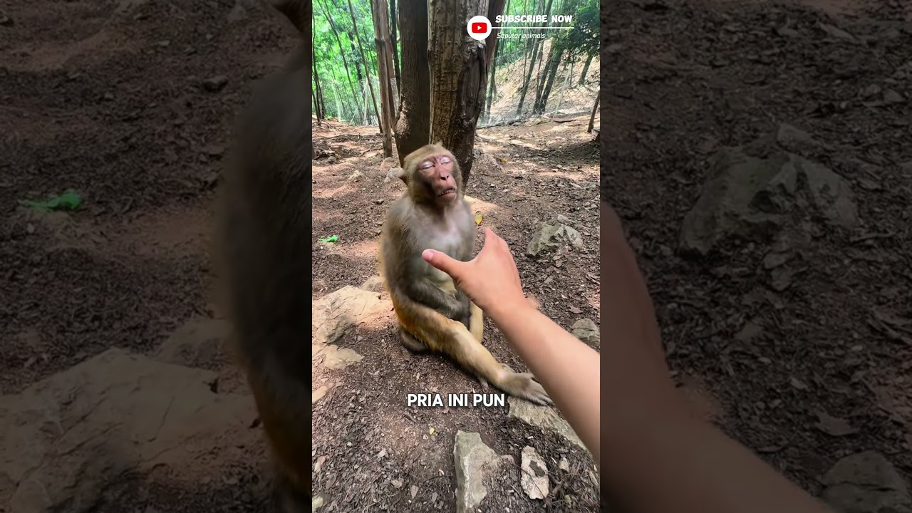 apa aku cekik sajah monyet ini ? #animals #monkey #ytshorts